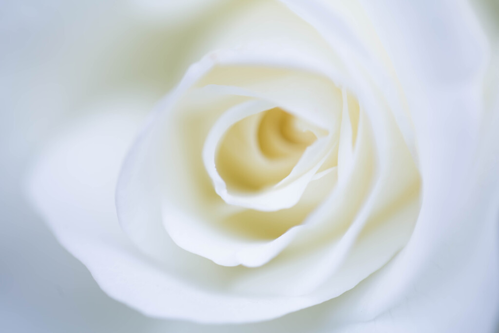 白い薔薇