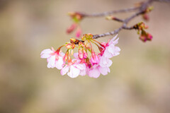 蕾から花へ。