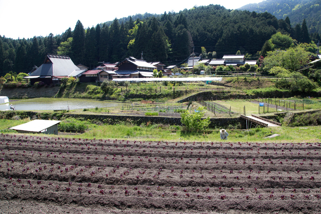 しそ畑　－大原