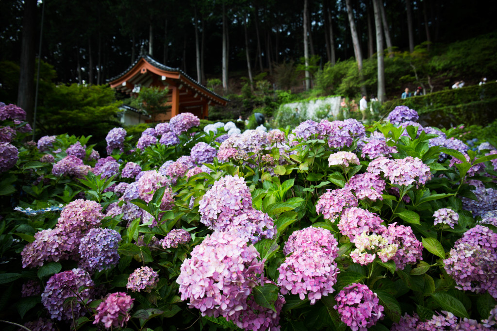 三室戸寺の紫陽花