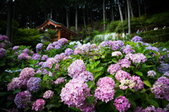 三室戸寺の紫陽花