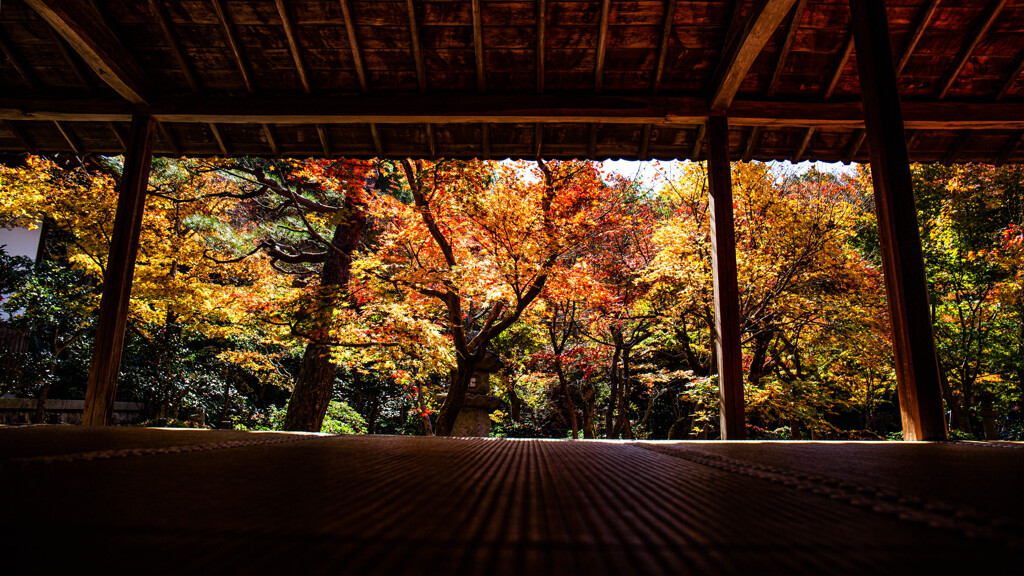 晩秋の圓光寺で　Ⅴ