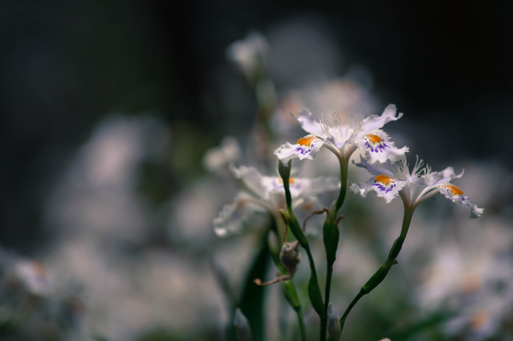 Iris japonica