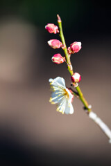 白梅の香り　Ⅱ