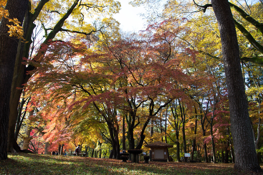 京都御苑の秋　Ⅱ
