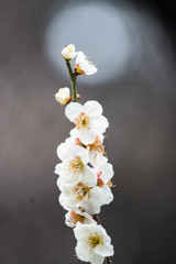 白梅　Ⅳ
