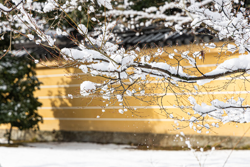 雪の花咲く。