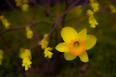 黄色の花が咲く。