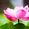 蓮の花