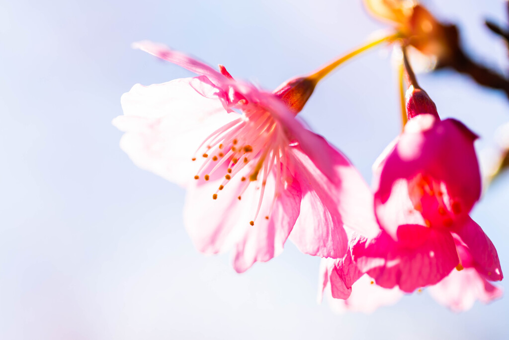 河津桜の桜色