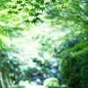 新緑の参道