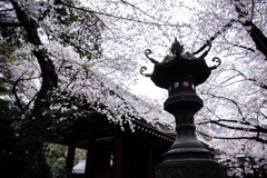 靖国神社の桜　Ⅴ