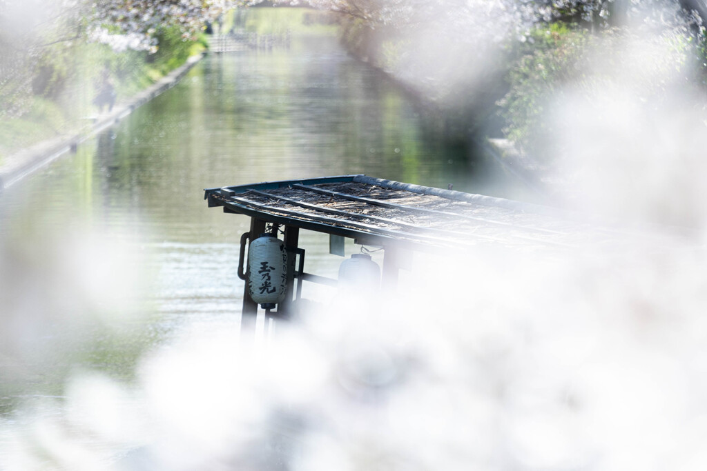 2025年4月 伏見の春