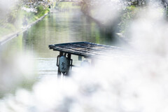 2025年4月 伏見の春