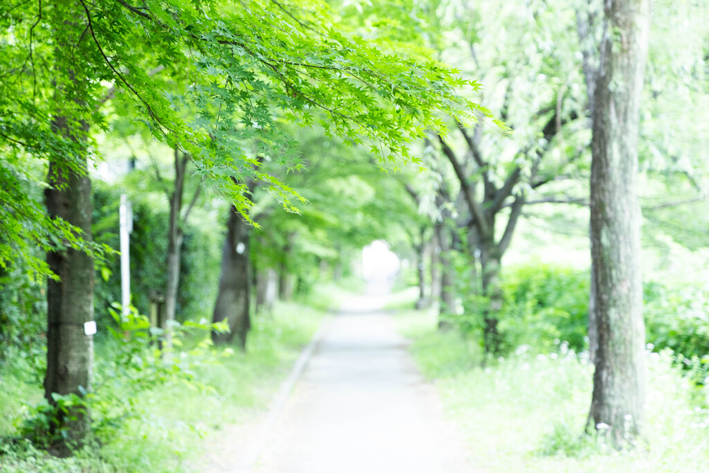 初夏の散歩道
