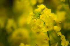 春を呼ぶ黄色