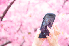河津桜を撮る。