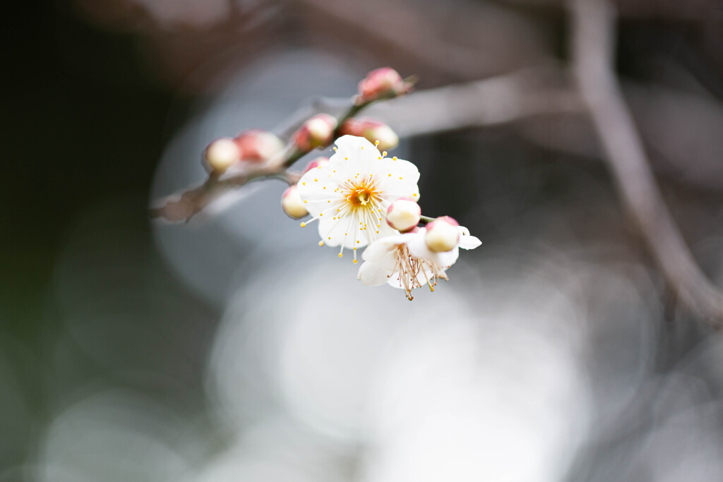 白梅　Ⅱ