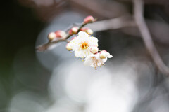 白梅　Ⅱ