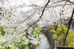 哲学の道　－春景