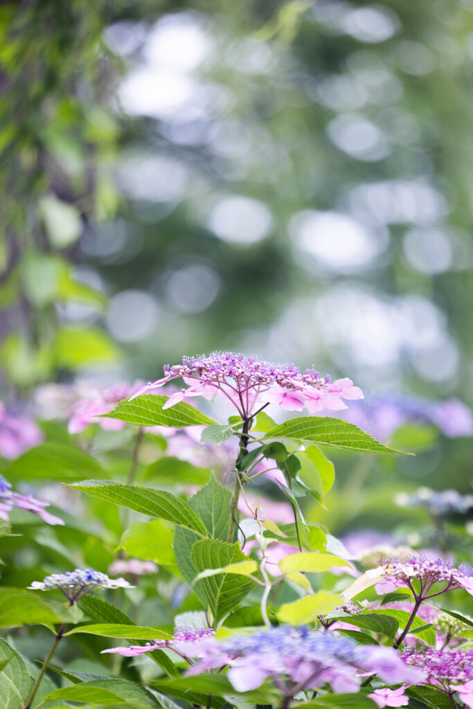 紫陽花の喜び