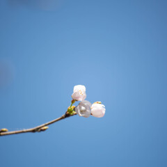 桜、咲きましたね。　Ⅱ