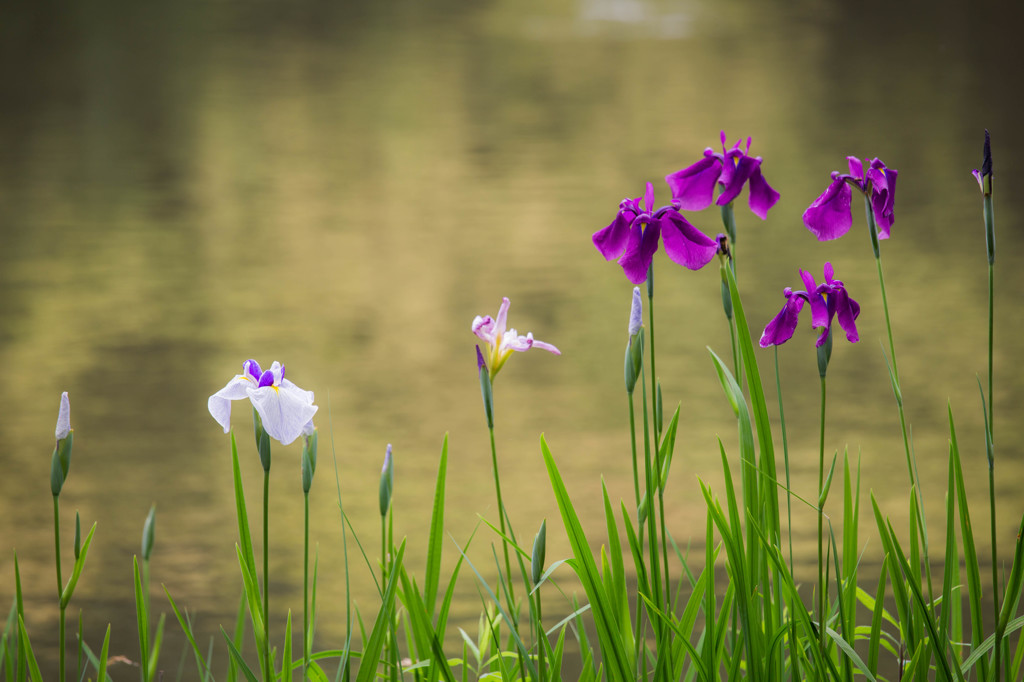 水辺の花　Ⅱ