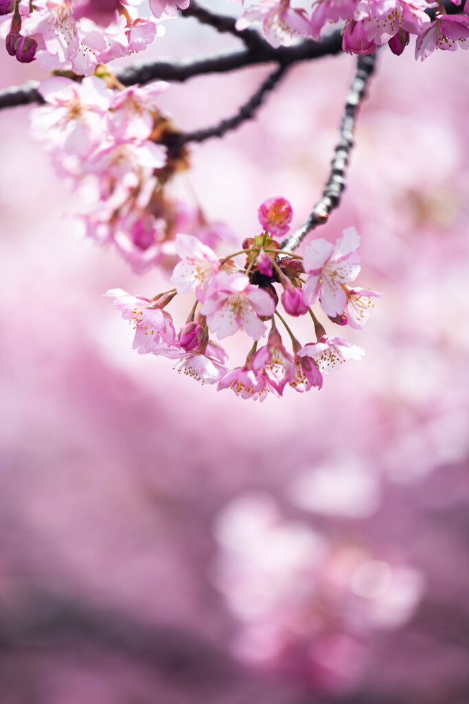 河津桜に魅せられて　Ⅱ