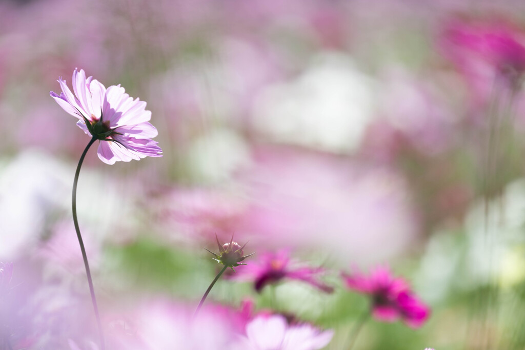 風に遊ぶ秋桜