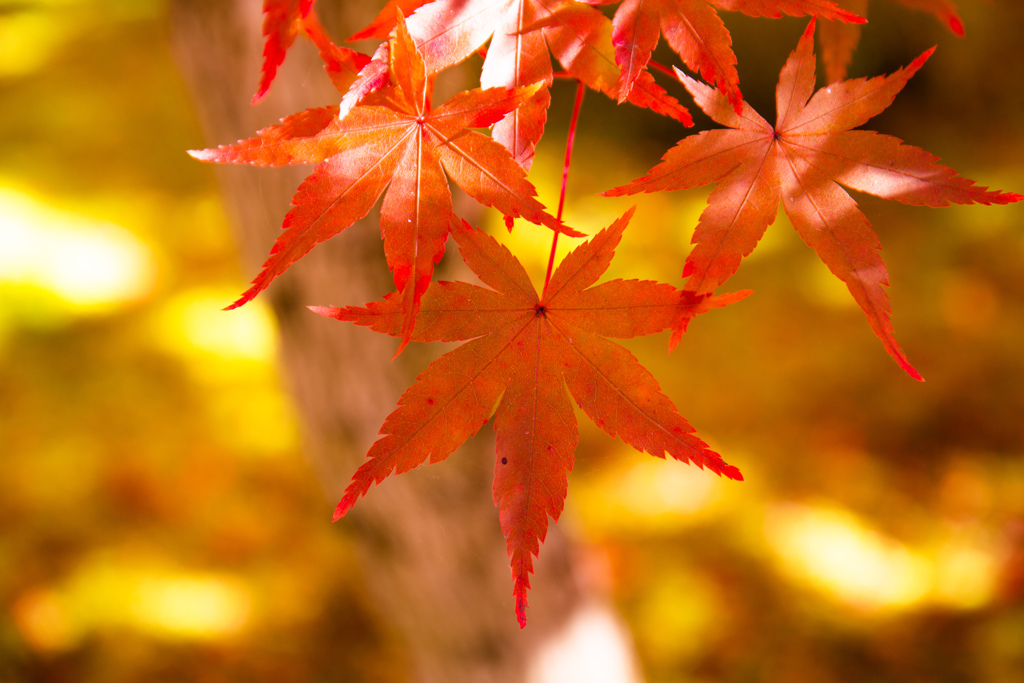 永観堂の紅葉　Ⅲ