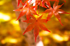 永観堂の紅葉　Ⅲ