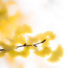 Yellow Magic　Ⅱ