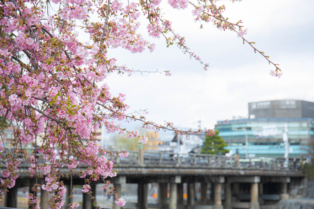 三条大橋の河津桜を。