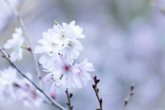 十月桜が咲く　Ⅰ