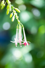 温室で見つけた小さな花　Ⅰ