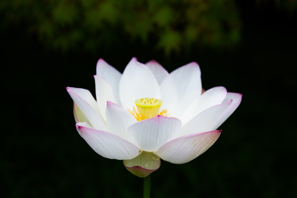 蓮の花