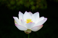 蓮の花