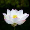 蓮の花