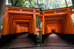 『雨上がりの朝』　千本鳥居で