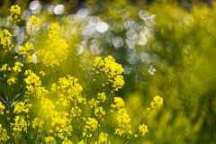 川岸の菜の花　Ⅲ