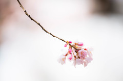 枝垂れ桜　－六義園
