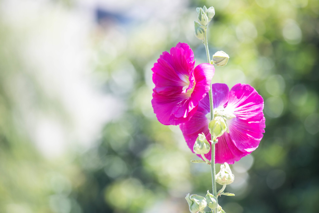 夏の花