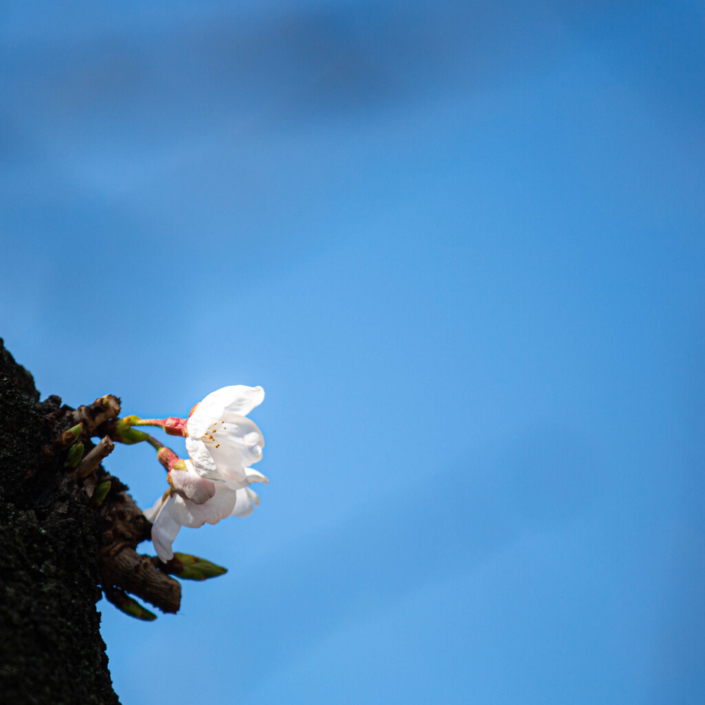 胴吹き桜　Ⅱ