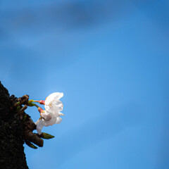 胴吹き桜　Ⅱ