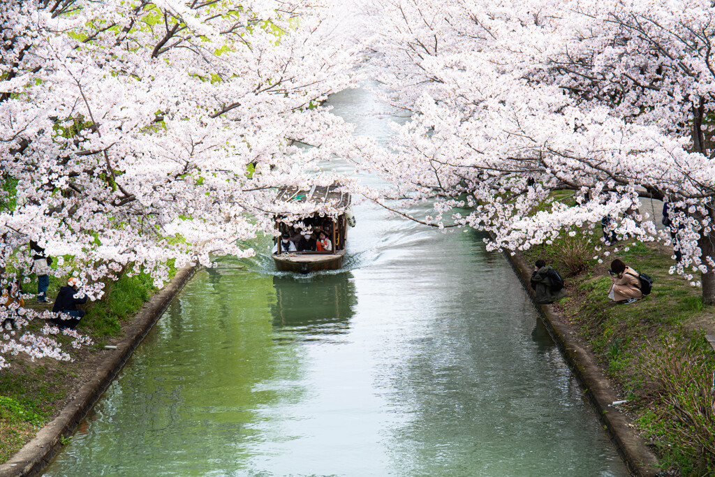 桜の季節を迎えて　Ⅰ