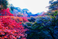 晩秋の東福寺の彩