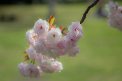 里桜