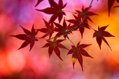 天授庵の紅葉　Ⅲ