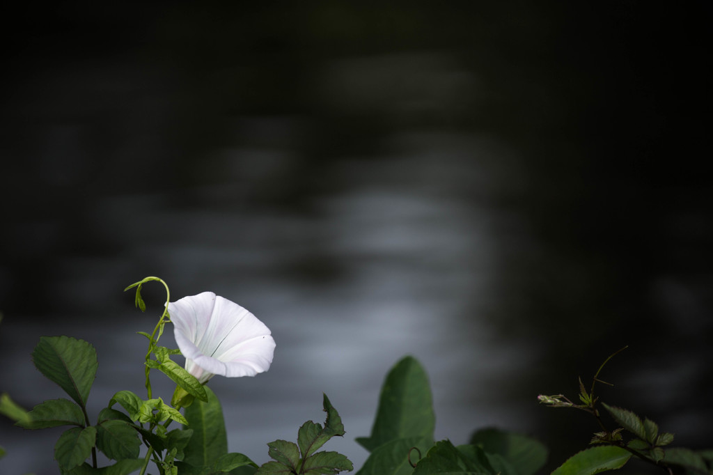 水辺の花