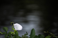 水辺の花